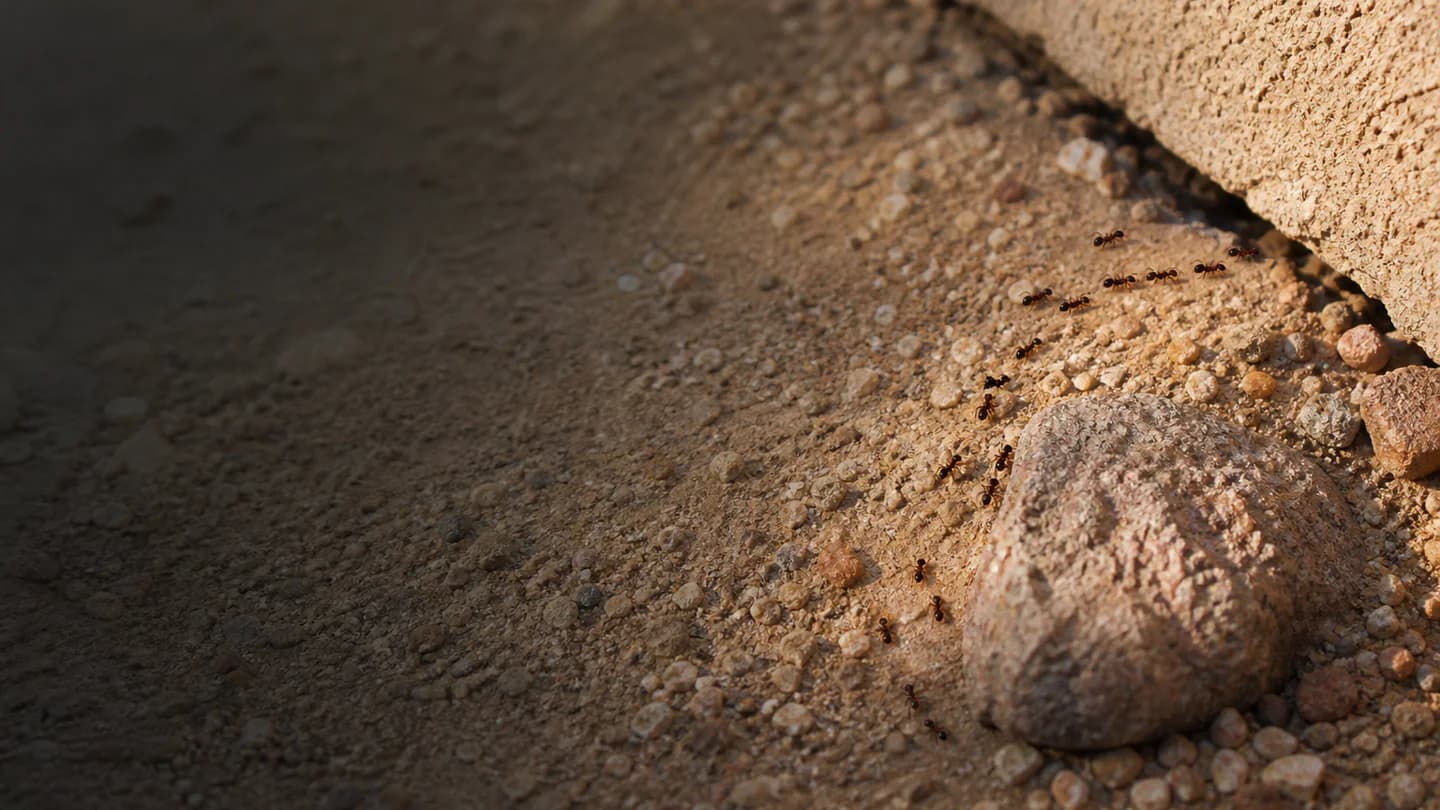 Desert ant trail moving from landscape rock toward a foundation gap