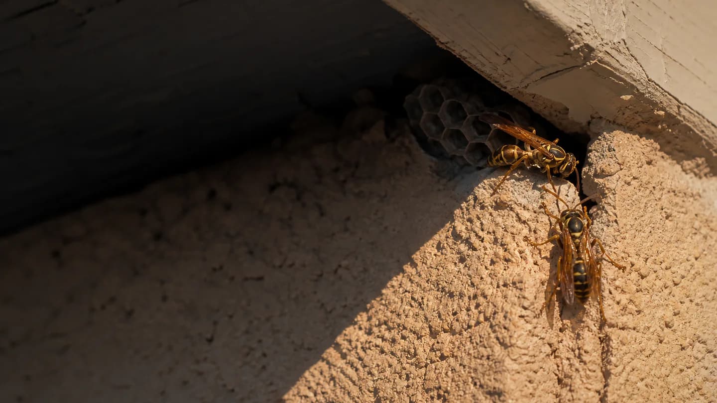 Paper wasps at a small nest inside the eave of an Arizona stucco home
