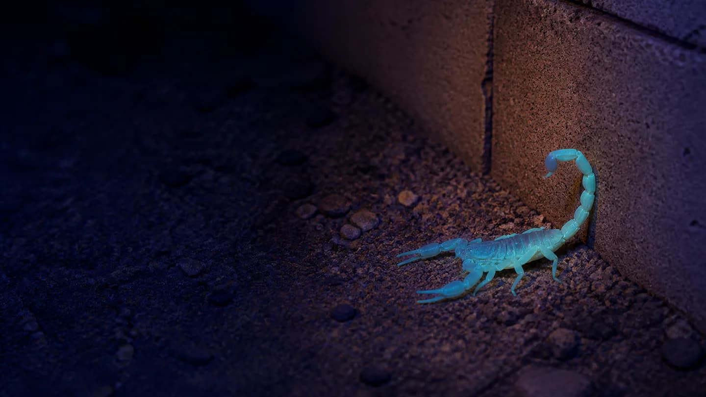 Arizona bark scorpion glowing under ultraviolet light beside a concrete block wall